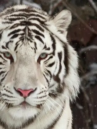 DeafSofa6145의 お前が好きだ  ,