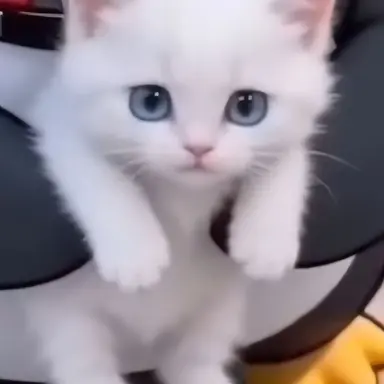 Profile image of 새끼고양이