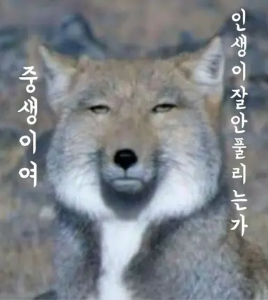 Profile image of 이여우