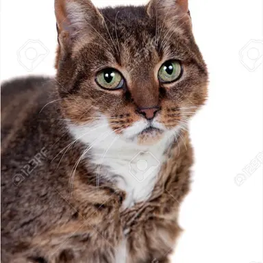 Profile image of 초코