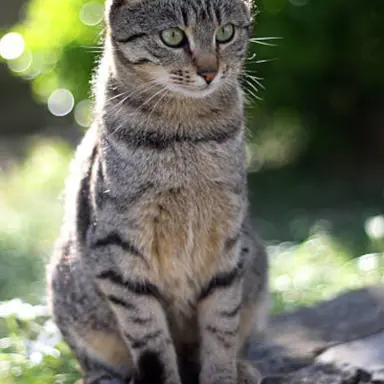 Profile image of 회색