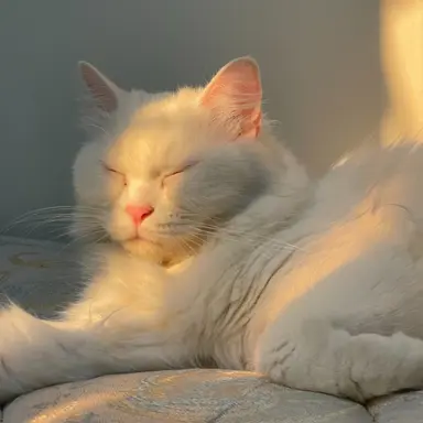 Profile image of 코티