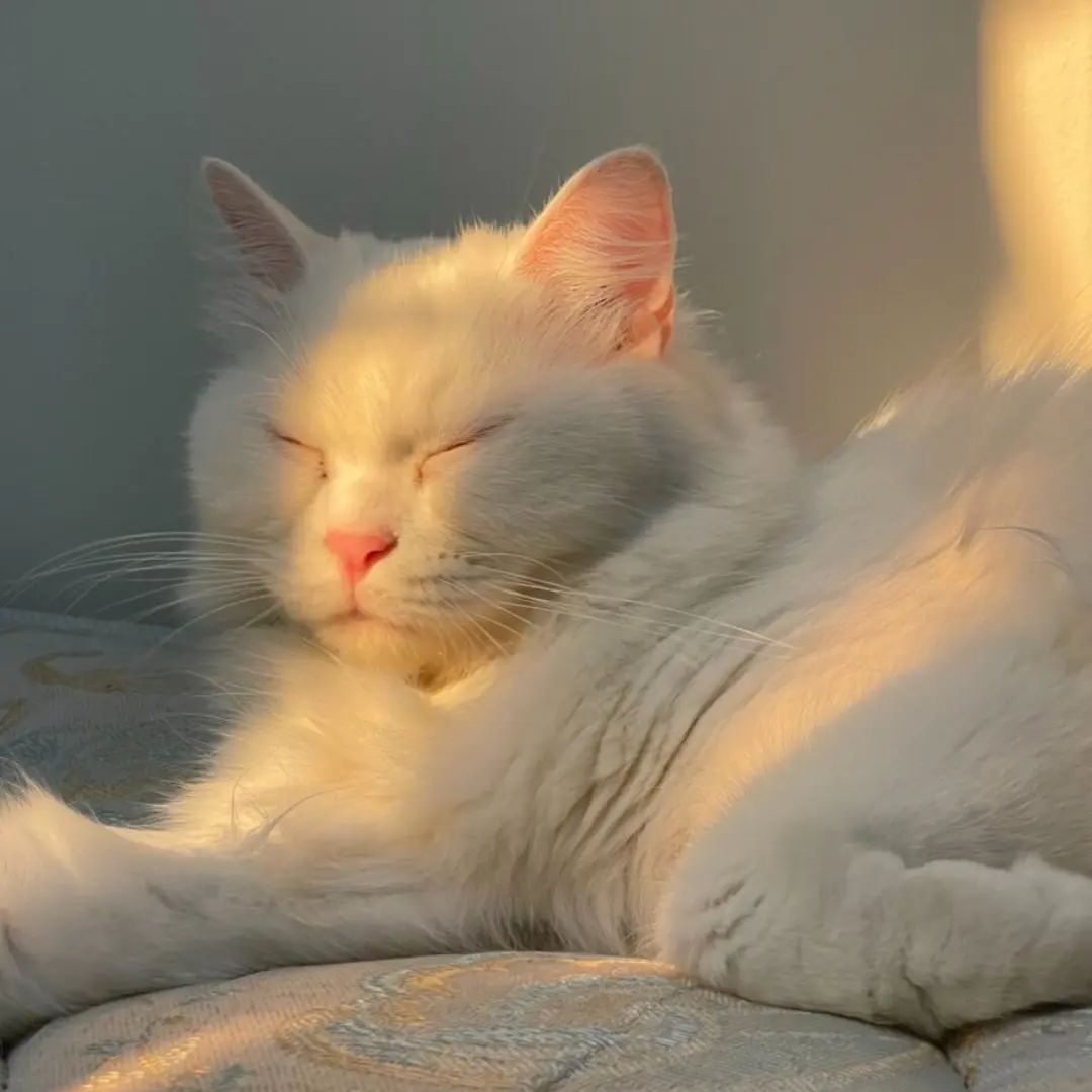 GrimCouch4634의 까칠 냥이 코아를 꼬셔라