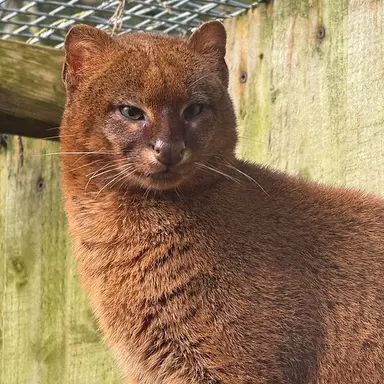 Profile image of meow meow