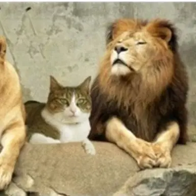 Profile image of straykids