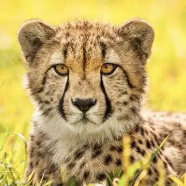 Profile image of ジナ