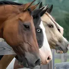 Profile image of Horse Herd