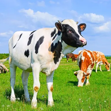 Profile image of Daisy