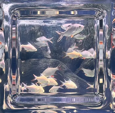 Profile image of ウユチャムチ