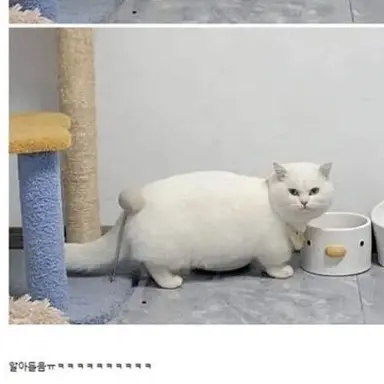 Profile image of 서진