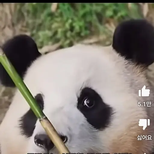 Djsdu3442의 푸바오