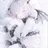 베로니카