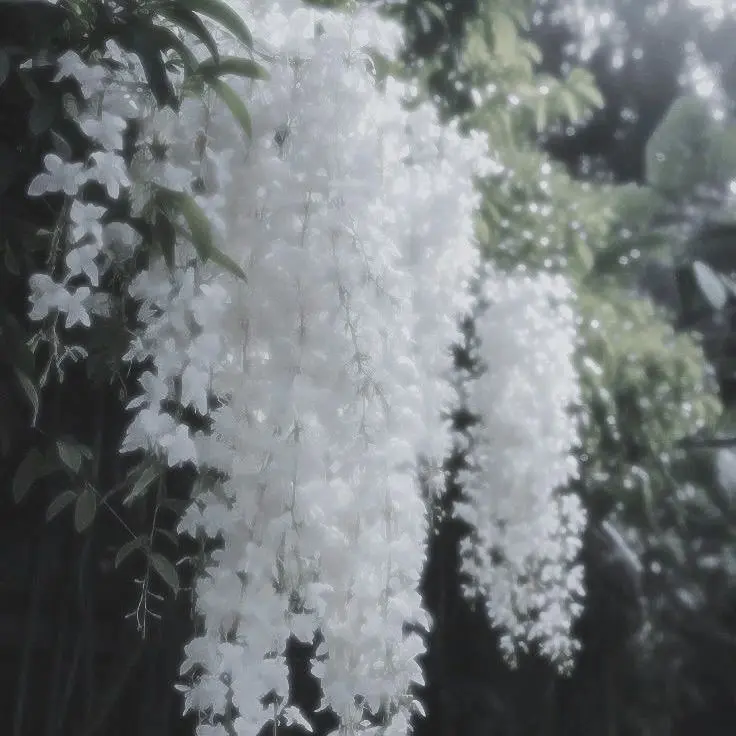 Plllllllllll의 갠용 캐붕 그득.