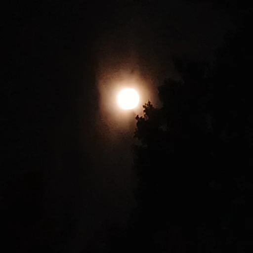 무 명