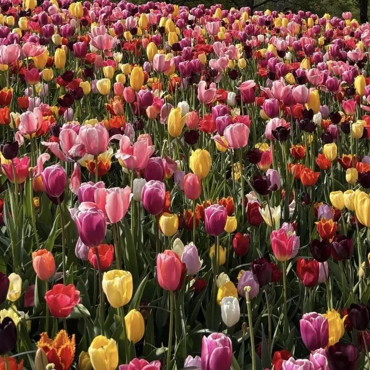 MiniChime2938의 얀데례 수현