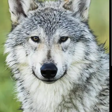 Profile image of Katya