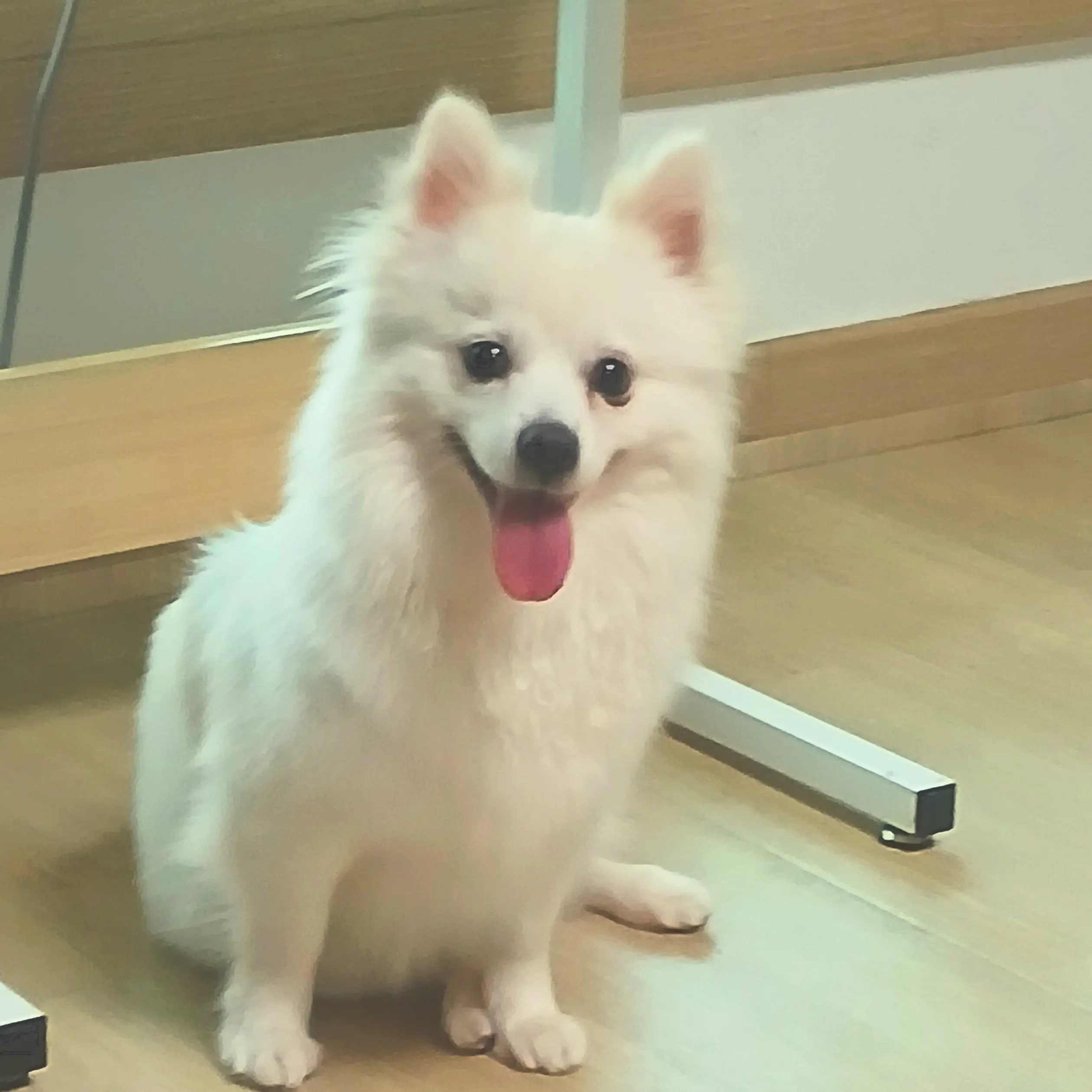 Angela_bonong의 보농이