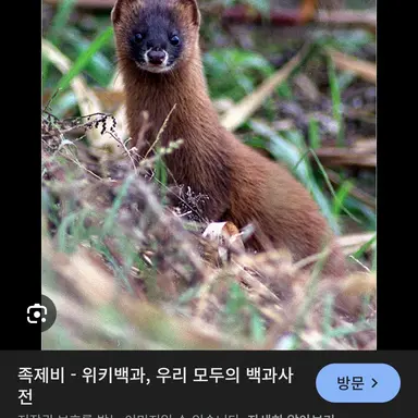 Profile image of 족제비