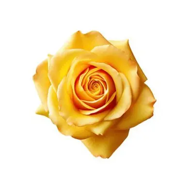Profile image of 마츠노 쥬시마츠