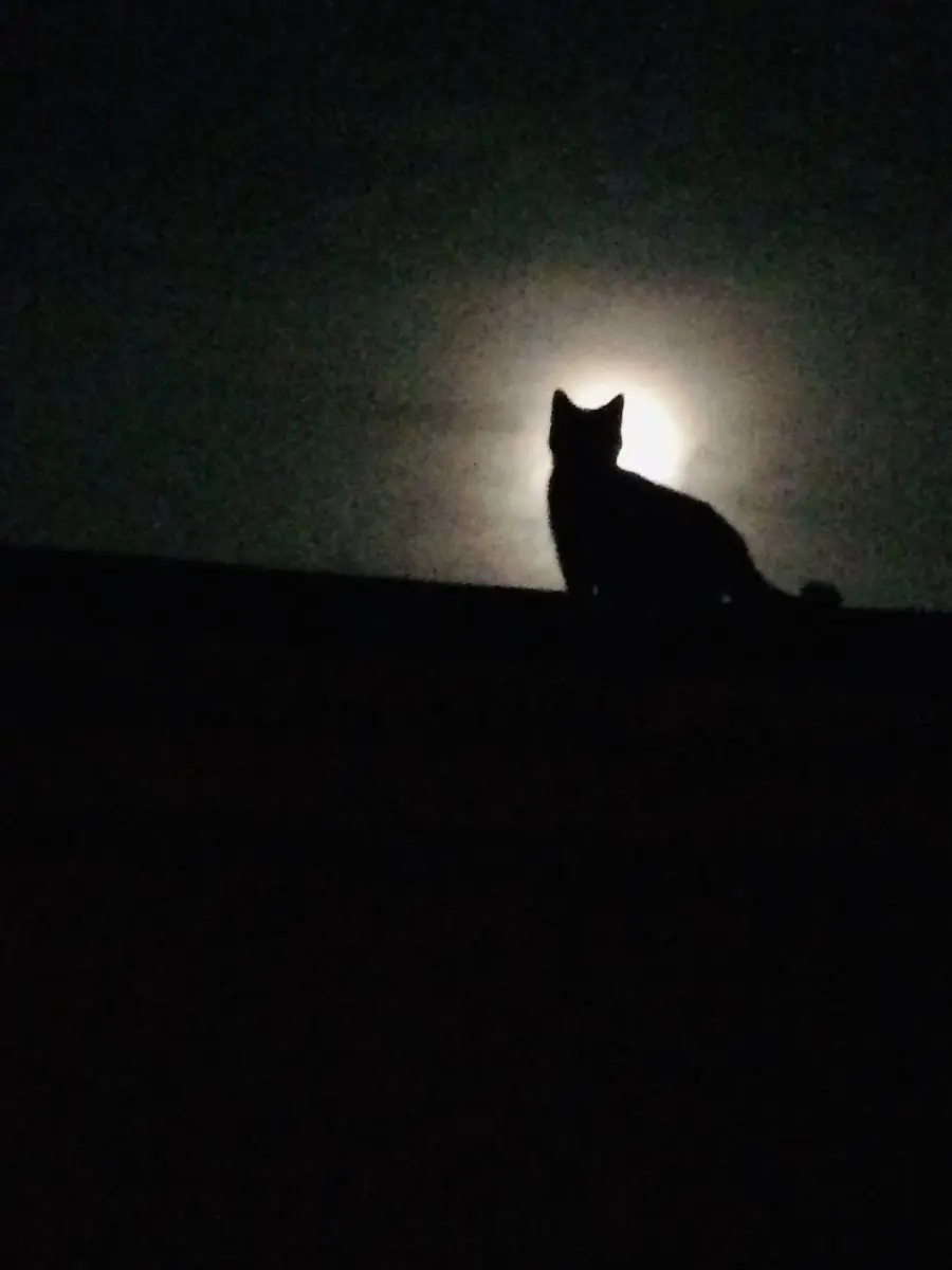 tori_llpk1의 不意を突く視線にご注意