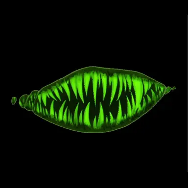 Profile image of D-55