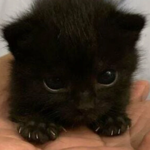 아기 고양이