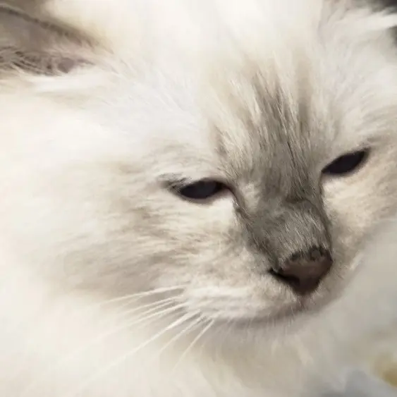FierceDust2843의 고양이 연금술사