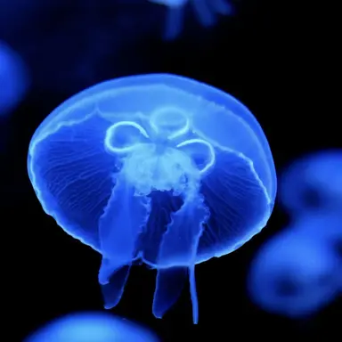 Profile image of 파이브