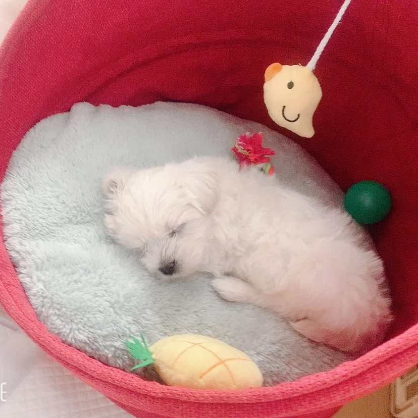 구름이