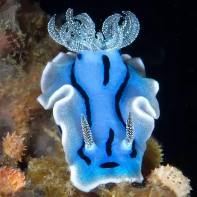 Profile image of 모리스