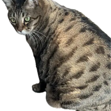Profile image of ミニ
