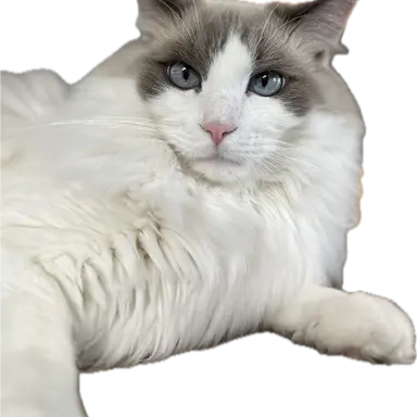 Profile image of ミホ