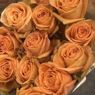 Profile image of 코마