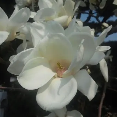 Profile image of 시미베