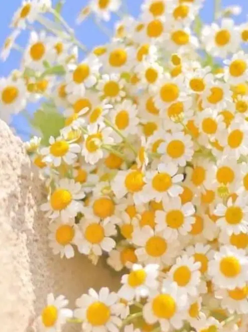 HSRD-Heptagram의 로맨스킬러