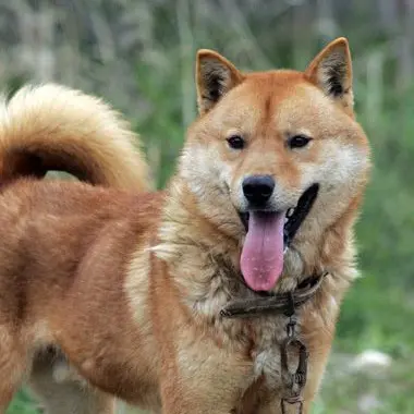Profile image of Katsuki