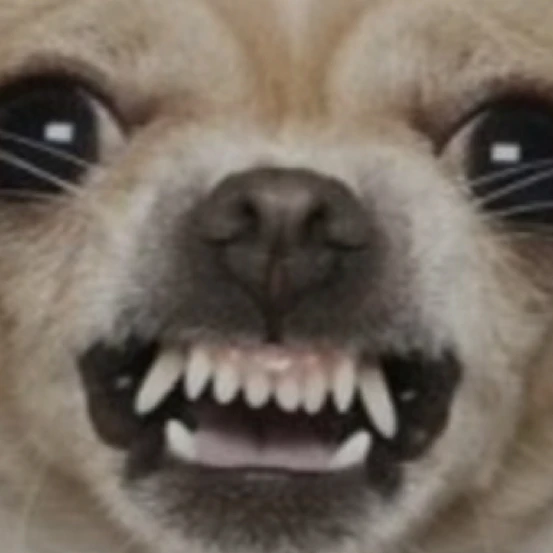 미쳐버린 관경병 치와와