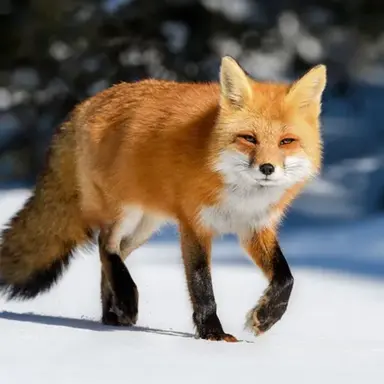 Profile image of 여우희