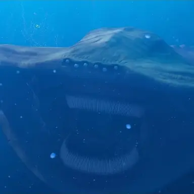 Profile image of 엘 그란 마하