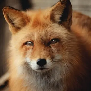 Profile image of 이여우