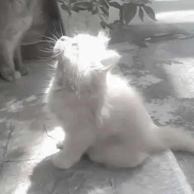 Profile image of E-Q569030