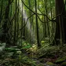 Profile image of The Jungle