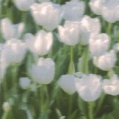 Profile image of 멜로우