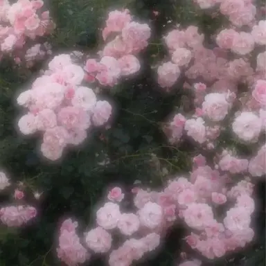 Profile image of 밥풀