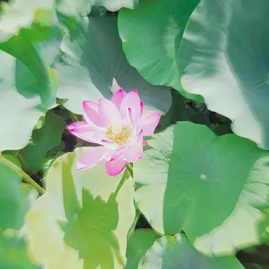 Profile image of 또니