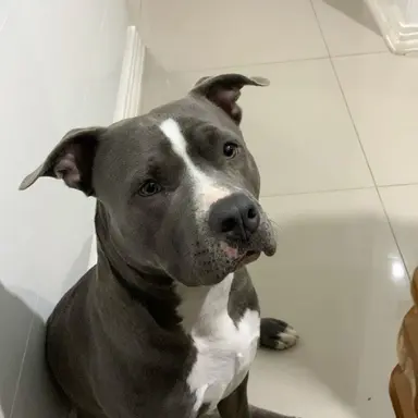 Profile image of Muffin