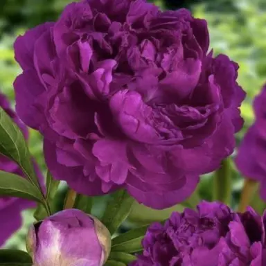 Profile image of 샬럿