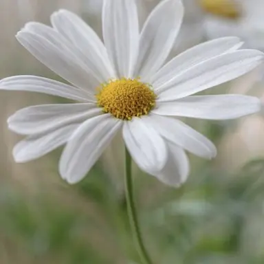 Profile image of 데이지