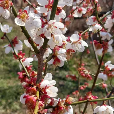 Profile image of 남궁천명