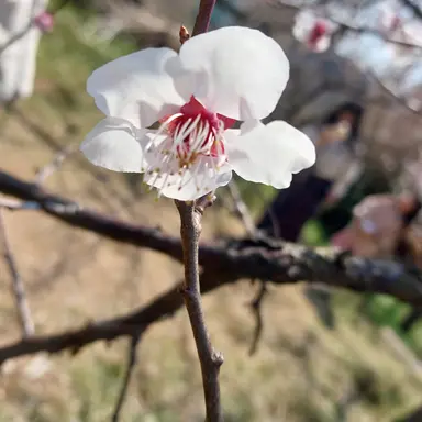 Profile image of 남궁설화